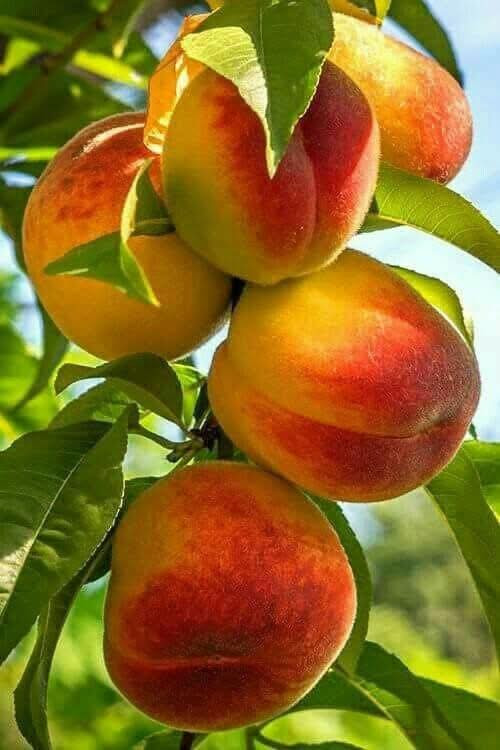 تم افتتاح مشتل الكريعات في الجغيفي الثانيه قرب جامع الواحد الاحد بانسب الاسعار
توفر
لارنجي ١٢٥٠ ارتفاع متر
كابرس ١٠٠٠
ددونيا ١٠٠٠
قلم طوز خشن ١٥٠٠ وجمله ١٠٠٠
جهنمي الوان ٤٠٠٠ 
ورد موسمي ١٠٠٠ 
ورد جوري سلطاني ٣٠٠٠ وب ٢٠٠٠
لالنكي سوبر مترين ب٧ ومتر ونص ب٥ وب٤٠٠٠
نومي حامض عراقي مترين  ب٣٥٠٠ والخشن عمره ٣ سنوات ب١٠٠٠٠
نومي قزمي ب١٠ 
برتقال ياباني قزمي ب١٠ 
برتقال عراقي بالسندان ب٥ وبالكيس ب٤٠٠٠ ارتفاع متر ونص
لنكدنيا خشنه حامله ب١٢
سندي ب٨ 
كرينفوت ب٨ 
لاكاسيا مترين ب٤
البيزيا مترين ب٤
عنب اسود رئاسي خشن ب٨ 
عنب حلواني وكمالي ب٧
نبك تفاحي حامل ب٨ 
تين اسباني اصفر يحمل صيف وشتاء ارتفاع مترين ب ٤
نومي حلو ب٤
نومي بصره ب ٧
تفاح شرابي ابيض ب٢٥٠٠
تفاح مغربي  خد وخد ارتفاع مترين ب٤ 
مشمش احمدي خشن ب٥ 
خوخ احمر خشن ب٥
خوخ كعكي ب٣ 
كوجه بيتنجانيه ب٣ 
كوجه كربلائيه ب٣ 
آلو دموي واحمر واصفر ب٣ 
رمان يمنيي ب٥ 
رمان امريكي ب٥ 
روز ماري ب٢٠٠٠

مشتل الكريعات ...
الجغيفي الثانيه طريق السجر قبل السيطره قرب جامع الواحد الاحد
***********
