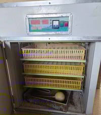 فقاسة ٢٦٤ بيضة • سامره القلعه