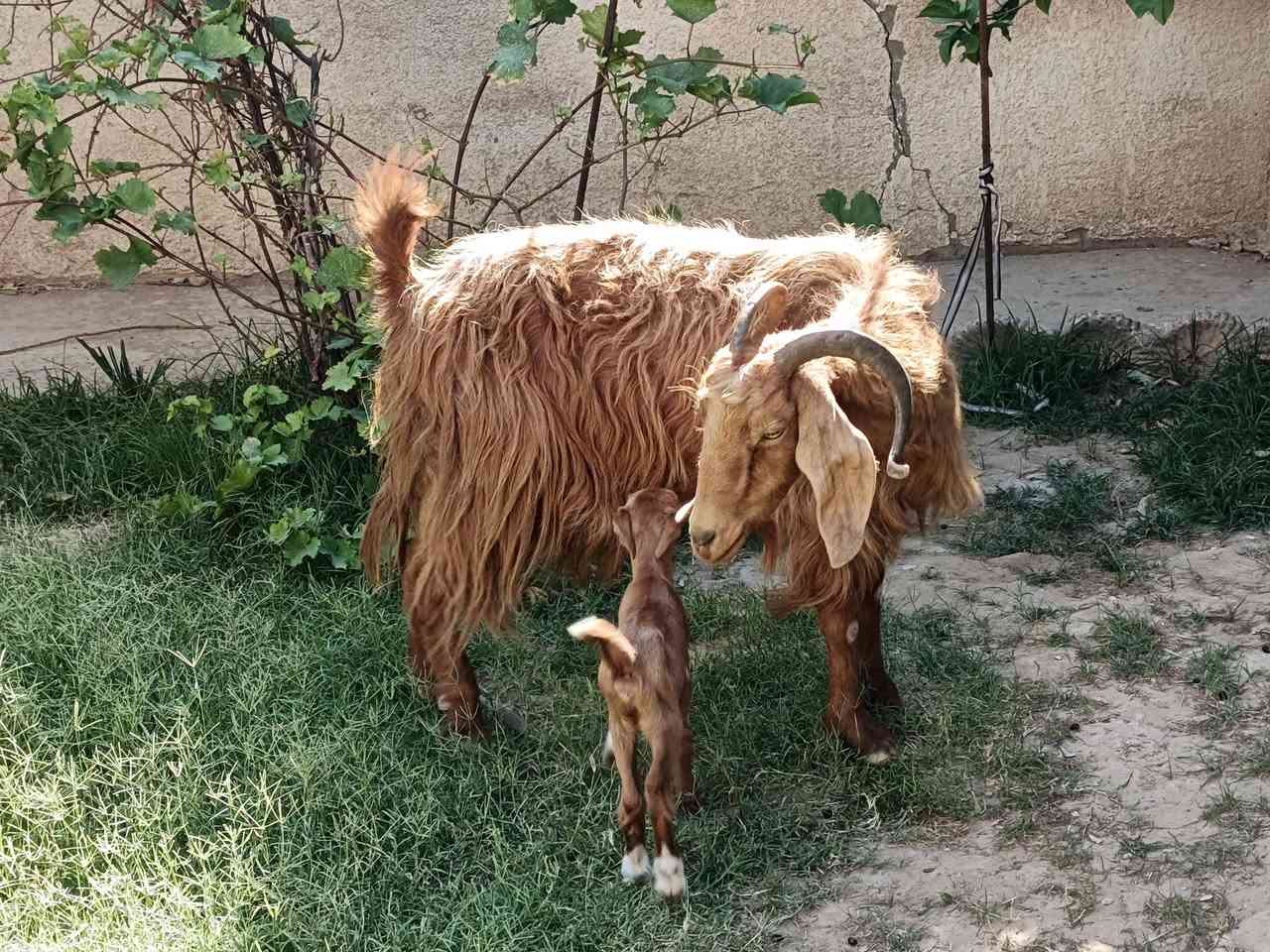 يوجد عنز مطفل وراه صخله ام ثاني شرط نصاحه مال جنيه السعر 250 الف المكان بيجي حي العصري رقم الهاتف ***********
