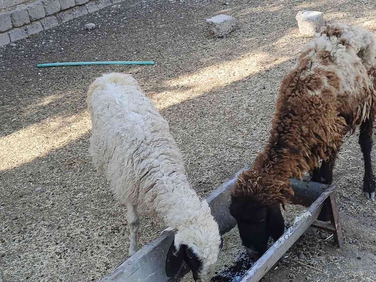 يوجد وراجين عدد 2مالات جنيه شرط نصاحه السعر 250 الف لزوج  قفل بدون عمله المكان بيجي رقم الهاتف ‏‪***********‬‏
