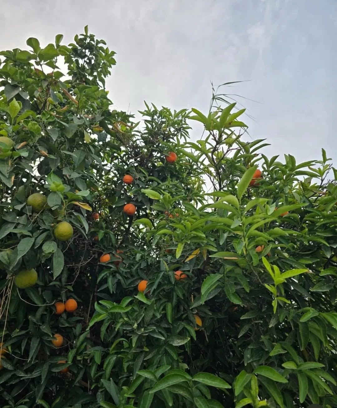 تم افتتاح مزرعه ريڤيرا✨🤎 في بغداد قضاء المدائن مسبح حار بارد العاب اطفال
للاستفسار ***********
