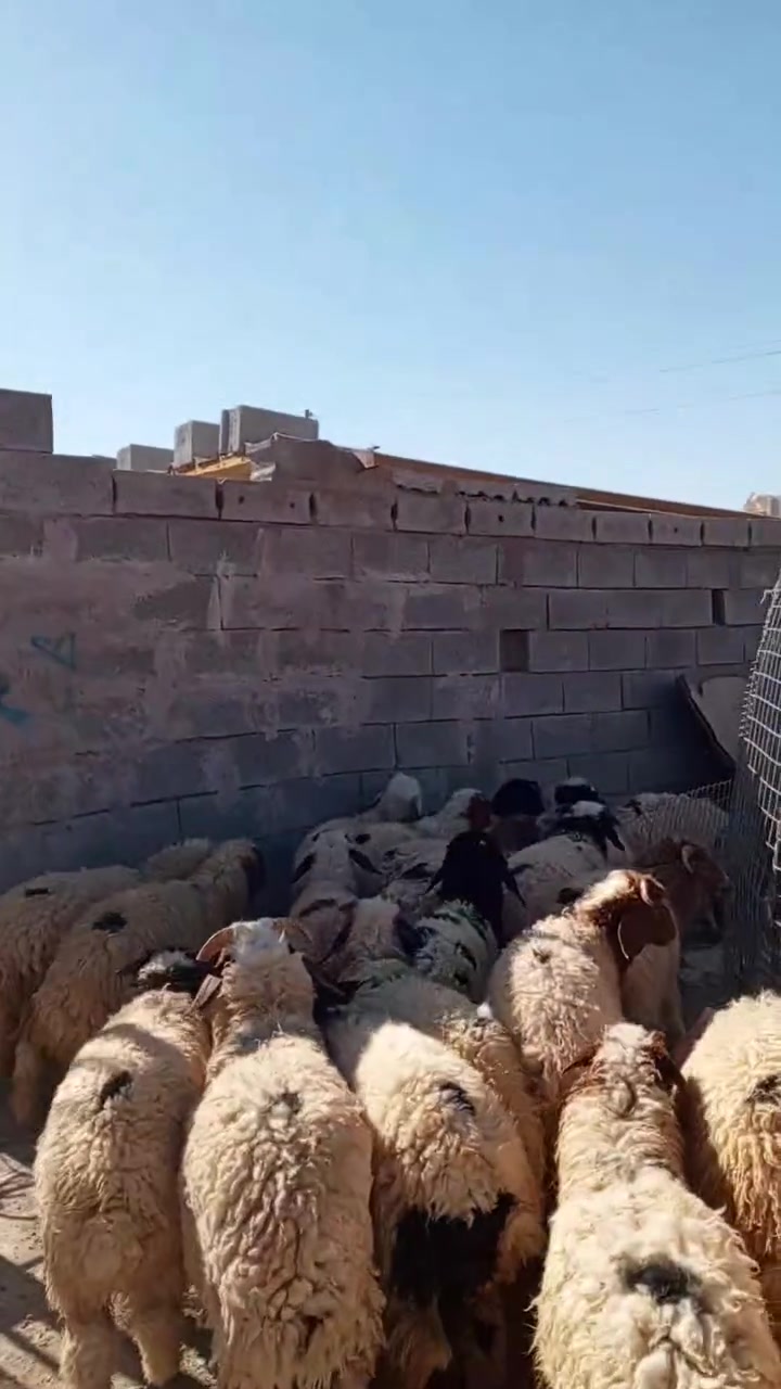 25راس 17طلي و8فطايم اي استفسار هذا رقمي ***********

