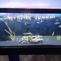 متوفر الآن أحواض سمك عدد (2) بحجم كبير وتصميم أنيق، كاملة مع كافة ملحق...