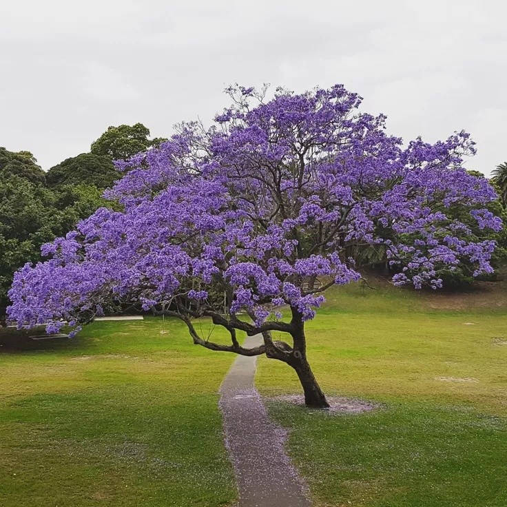مشتل سلفينيا 🌿
توفرت شتلات جاكرندا بنفسجي (Jacaranda mimosifolia) 💜🌳

💰 السعر: 10 آلاف دينار
📏 الارتفاع: من 70 سم إلى متر تقريبًا
🚚 التوصيل: متوفر لجميع محافظات العراق

🌿 المواصفات:
من أجمل أشجار الزينة في العالم، تتميز بأوراقها الناعمة المشابهة للسرخس، ونموها مرتب وأنيق، وتعطي شكل فاخر جدًا للحدائق والبيوت والمزارع.

☀️ التحمل:
تتحمل الحرارة والأجواء العراقية بشكل جيد بعد التجذّر، وتحب الشمس المباشرة، ونموها يكون ممتاز بالأماكن المفتوحة.

💜 الإزهار:
تزهر بعناقيد بنفسجية ساحرة تلفت النظر بشكل قوي، وتخلي المكان مميز وفخم وقت الإزهار.

✨ الفوائد:
مناسبة للحدائق المنزلية، الأرصفة، الاستراحات والمزارع، تعطي ظل جميل مع الوقت وتزيد من جمال وقيمة المكان.
شتلات مختارة وصحية وجاهزة للزراعة 🌱🔥


**إذا كنت صاحب هذا الإعلان وتريد حذفه لأي سبب، رجاءا أرسل رسالة إلى الدعم الفني**