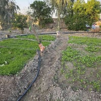 ديوانية • ٤ دوانم • واجهة تبليط