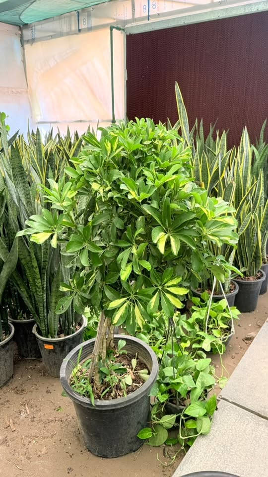 🌿 حديقتك تستحق الأفضل… والبداية من مشتل جوري! 🌿

هل تبحث عن نباتات صحية، أزهار مميزة، وأسعار تناسب الجميع؟

في مشتل جوري نوفر لك تشكيلة واسعة من:
🌸 نباتات الزينة الداخلية والخارجية
🌳 أشجار الظل والأشجار المثمرة
🌹 الورود والشتلات الموسمية
🪴 ومستلزمات زراعية 

⭐ جودة مضمونة
⭐ أسعار منافسة
⭐ تشكيلة تتجدد باستمرار

🎉 لفترة محدودة: استفد من عروض خاصة على مجموعة مختارة من النباتات.

📲 لا تتردد، راسلنا أو اتصل بنا الآن

📞 **الهاتف:*************

📍 العنوان: بغداد – (القاهرة الثانية قرب تقاطع الطالبية )

مشتل جوري… حيث تبدأ الحياة الخضراء. 🌿
