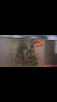 عنه لاند • رمضان • ترفيه أطفال