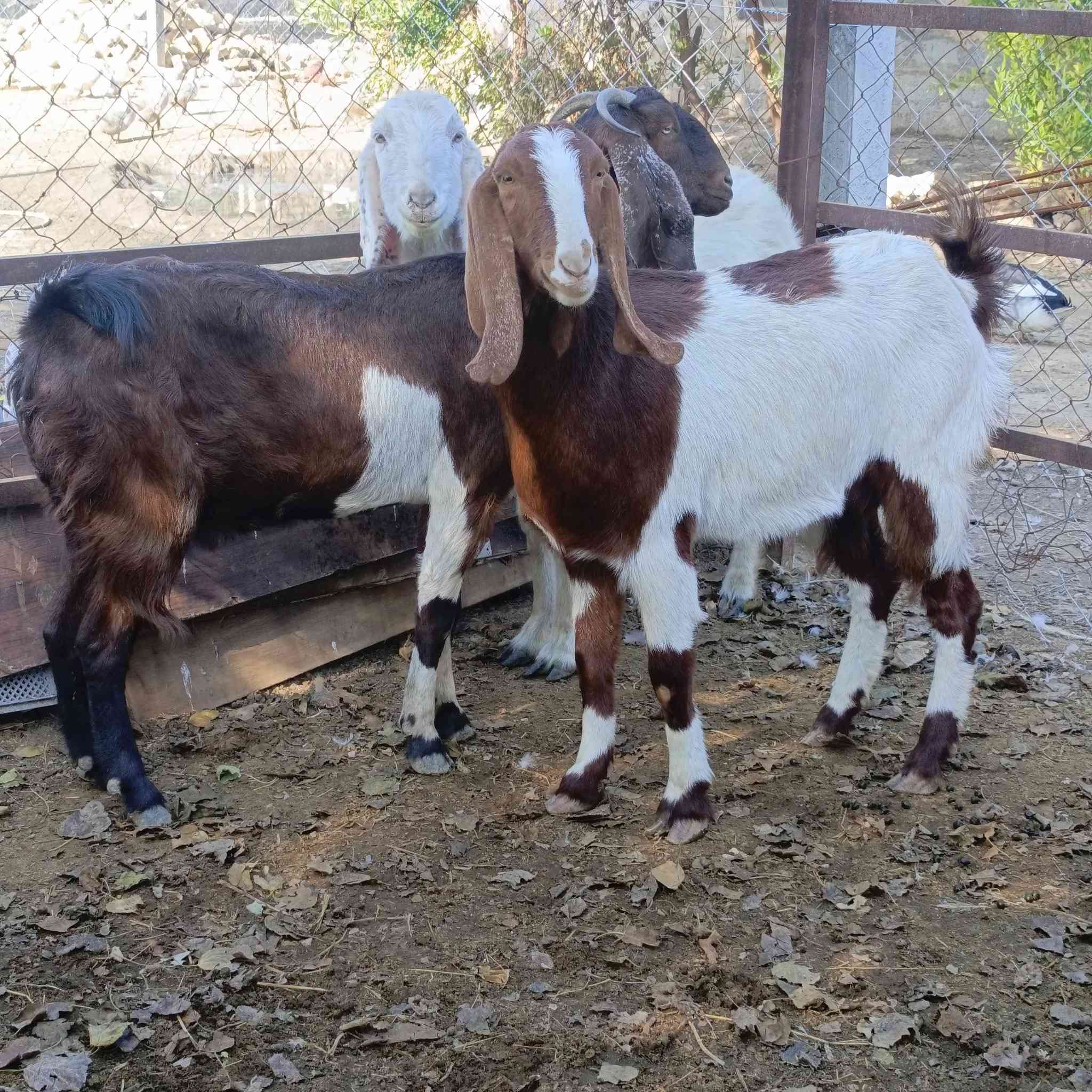 3 صخول شاميات كلهن ماخذات الفحل وراجين اول بطن وثاني وثالث سعرهن شلع ب 875  مكاني  بغداد التاجي  ماعندي توصيل رقم
***********
***********واتساب 
***********
