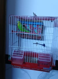 بلابل حب نثى وفحل صاحيات سعر 20 هنه  والقفص مكاني بغداد راسه مال امين ...