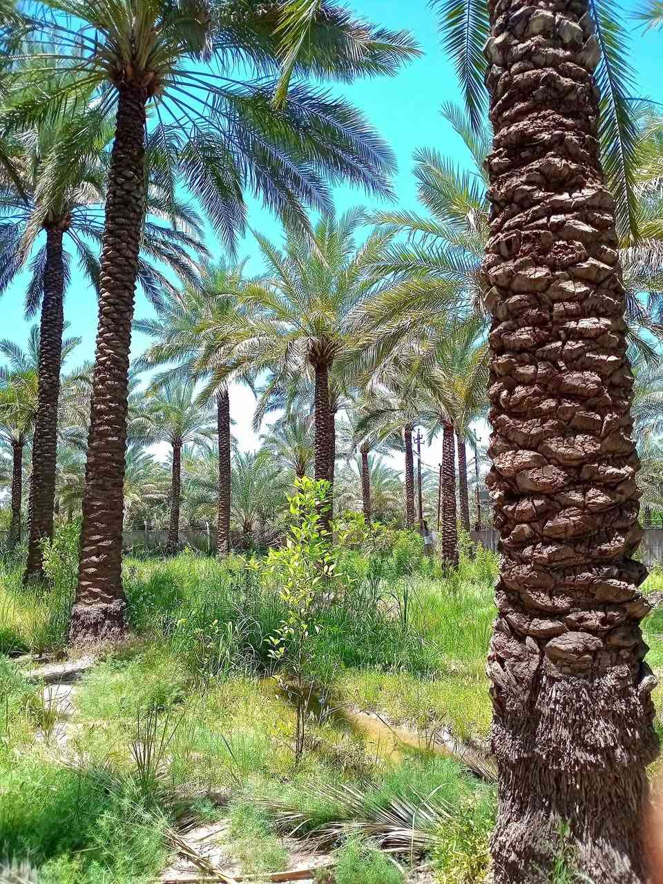 دونم ركن على شارعين كامل خدمات من كل النواحي قرب جزيرة بغداد السياحية يبعد حوالي  15 دقيقه قرب منطقة ابو دالي مدخل منطقة الدباقيه حي المهندسين
يباع اما كاملا أو نصف مشجره حمضيات نخيل أصناف متنوعه موقع ممتاز 
 سعر 230بيه مجال
دونم ركن على شارعين كامل خدمات من كل النواحي قرب جزيرة بغداد السياحية يبعد حوالي  15 دقيقه قرب منطقة ابو دالي مدخل منطقة الدباقيه حي المهندسين


**إذا كنت صاحب هذا الإعلان وتريد حذفه لأي سبب، رجاءا أرسل رسالة إلى الدعم الفني**