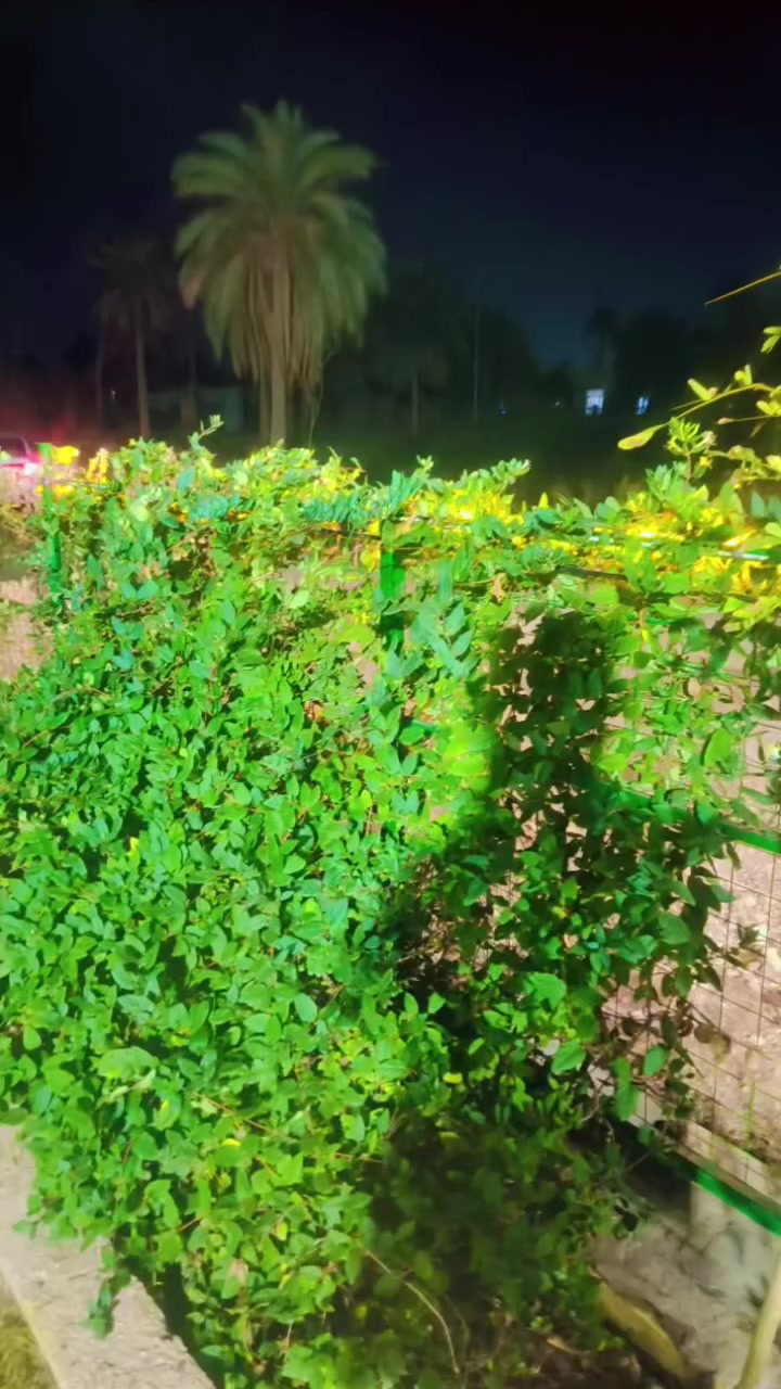 بمناسبة قدوم شهر رمضان
لحكوا  بس يوم واحد فقط
🎉 الشجرة اللي سعرها 5 آلاف صارت بـ 4 آلاف
🎉 الشجرة اللي سعرها 10 آلاف صارت بـ ٦ آلاف
والمفاجأة الأحلى 🎁
هدايا مجانية ويه كل شراء 🌱✨
📍 عنوان مشتلنا مشتل العذاري 
شارع زوبع – الصوب الصغير
أهلاً وسهلاً بزبائنّا الكرام 🌷
رمضان خير وبركة…
وتدللون


**إذا كنت صاحب هذا الإعلان وتريد حذفه لأي سبب، رجاءا أرسل رسالة إلى الدعم الفني**