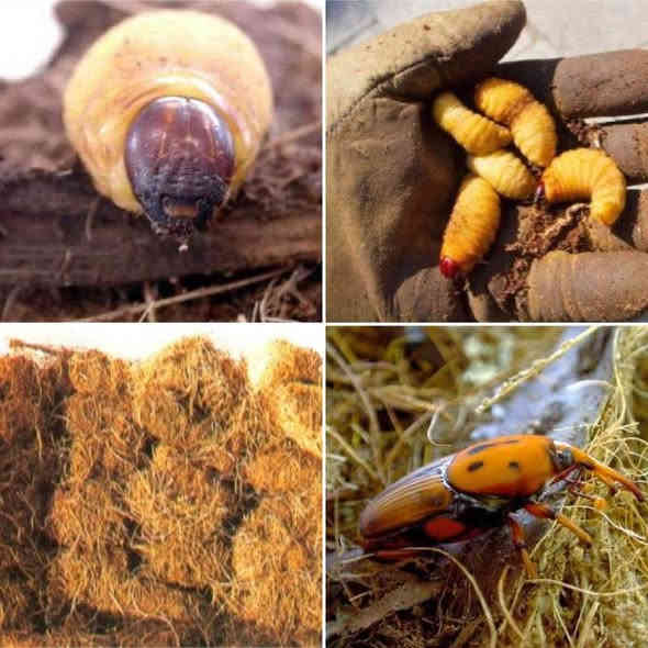 كادرمكتب محمود السلماني مستمرين بالحقن ومكافحة النخيل المصاب وغير المصاب بسوسة النخيل
السعر 1000دينار النخله كامل مع المبيد 
***********
***********
