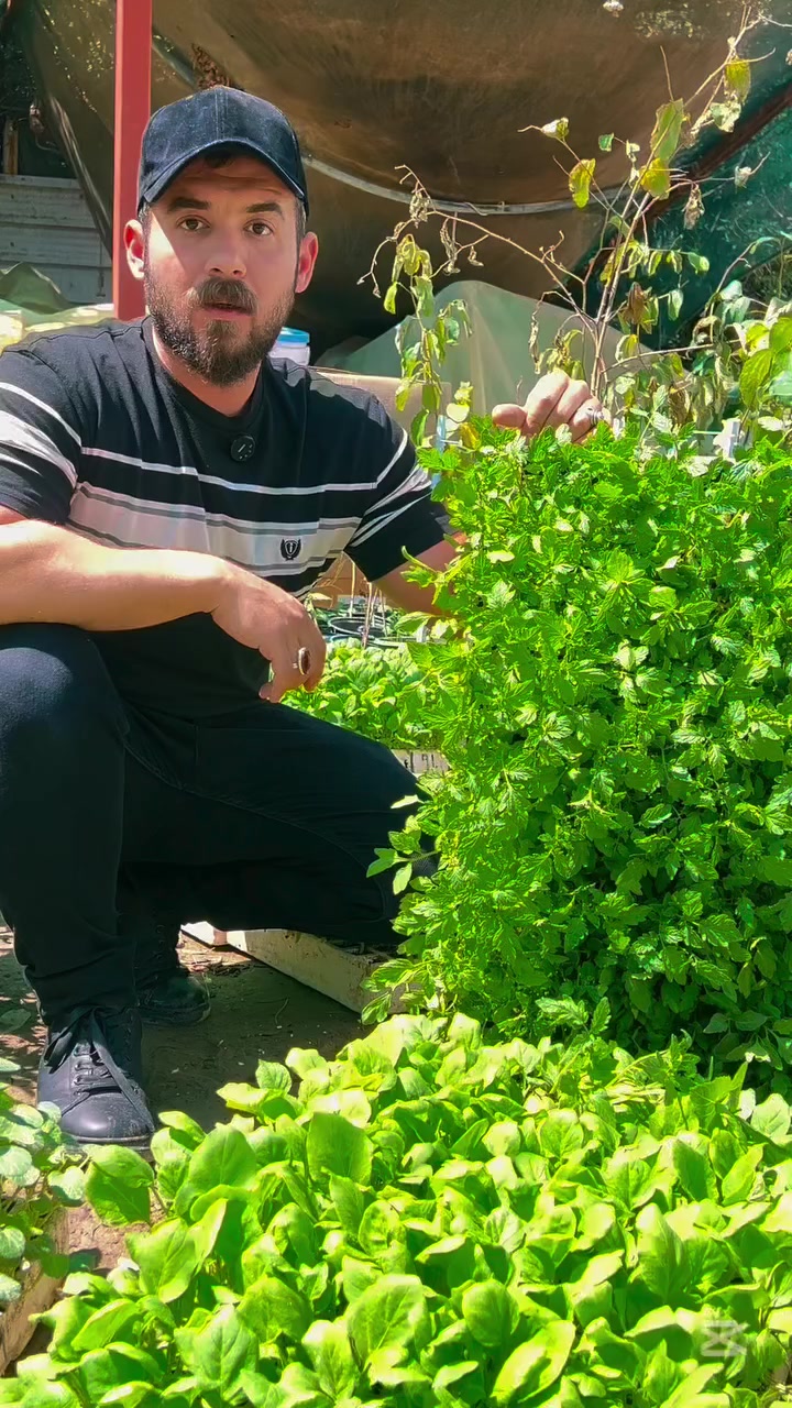 زراعه الخضروات الصيفيه  #زراعه #معلومات #بساتين #نخيل


**إذا كنت صاحب هذا الإعلان وتريد حذفه لأي سبب، رجاءا أرسل رسالة إلى الدعم الفني**