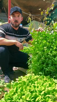 خضروات صيفية • زراعة • بساتين