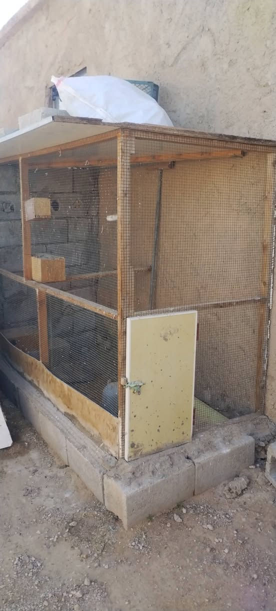 السلام عليكم يوجد قفاص اثنين للبيع*********** وهذا رقم التليفون الخاص مفتوح
