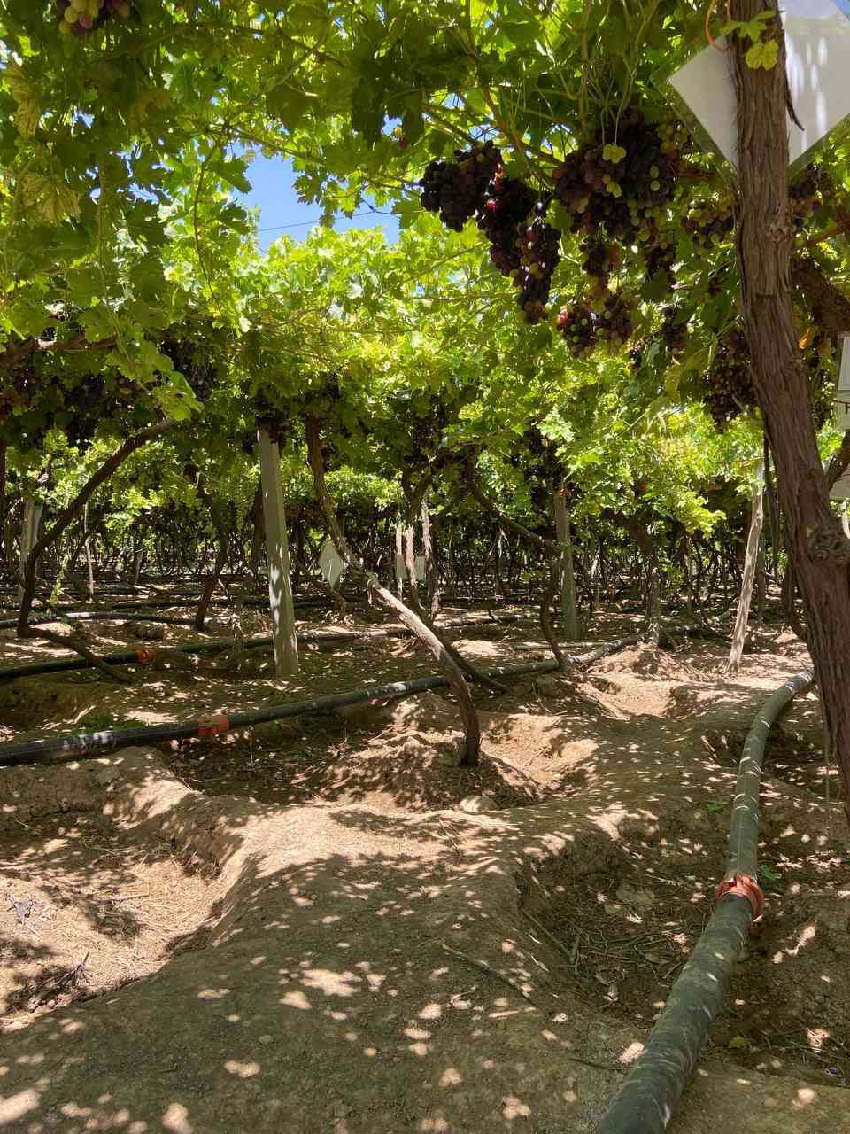 مشروع استثماري 

مزرعه للبيع 

مساحه 16 دونم مسيج (نوع سياج BRC)

تقع المزرعه في قرية بيباني تبعد عن شارع العام طريق كركوك -اربيل 6كم

يحتوي المزرعه علي 3 بيوت ومخزن 

بيت مؤثث مساحة 170م 

بيتين صب بصيط للحرس مجهز كهرباء وماء

يحتوي المزرعه علي بير ارتوازي بعمق 250mوغطاس 4 أنج 
وماء صالح للشرب

يحتوي المزرعه علي تانكي ماء ب سعة 33الف لتر 

يحتوي ايضا علي محوله كهرباء 100 KV

يحتوي المزرعه علي حوض سمك بمساحة 4 دونم 

يحتوي المزرعه علي بستان عنب قمريه 3 دوانم يضم اشجار عنب (زيتوني -حلواني -سلطاني) 1200شجره بعمر 15 سنه. 
مؤثث البستان بأحواض سقي موزعه ببواري 2.5انج كامل 
البستان 

ويحتوي علي اشجار (تين) نوع ( تين اصفر بعدد 450 شجره 
بعمر 15سنه) سقي بطريقة الاحواض موزعه ببواري 2.5انج 

ويحتوي علي 300 شجره منوعه من (رمان -تفاح-مشمش) طريقة الري ببواري 2.5انج 

المزرعه منتجه والها وارد سنوي من البساتين 

المزرعه جاهزه يحتوي علي گراج صب مساحة 100متر 
وحاويه عدد 2 وسقيفه 

وايضا الشارع تبليط لحد المزرعه 

المزرعه طابو صرف زراعي بشرط الوكاله من صاحبه الشرعي 

ملاحظه ( البير مجازه من قبل دائرة الزراعه في قضاء التون كوبري الكهرباء مجاز بأوراق رسميه )

للاستفسار الاتصال 
***********
