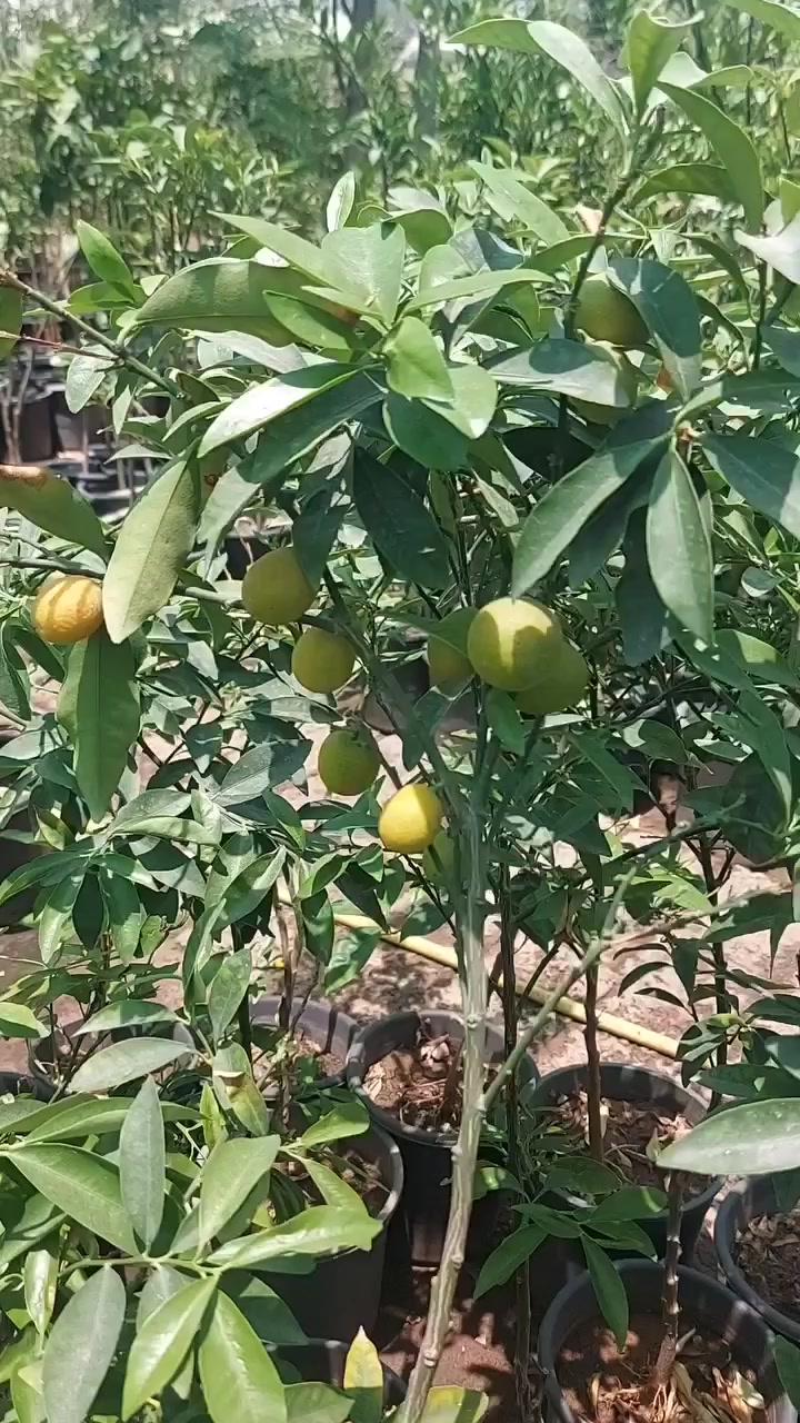 #وصول_حمضيات_قزمية  😍

  زورونآإ تـ♥̨̥̬̩جـ♥̨̥̬̩دون مـ♥̨̥̬̩آإيسرگ♥̨̥̬̩مـ♥̨̥̬̩

#مشہتہلہ_الہناعہوريہ_لہنباتہاتہ_الہزيہنة👩🏻‍🌾
🏠﮼العنوان :-
#صلاح_الدين/#قضاء_الدور/#قرب_البانزينخانه

#للحجزوالتوصيل 🚘
يرجى الاتصال برقم الاستاذ سعيد☎️
‭+٩٦٤ ٧٧٠ ٢٠٥ ٥٩٦٤‬


**إذا كنت صاحب هذا الإعلان وتريد حذفه لأي سبب، رجاءا أرسل رسالة إلى الدعم الفني**