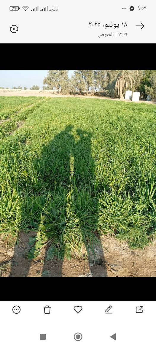 سلام عليكم ورحمة الله وبركاتة قطعة الارض للبيع مساحته 10دونم عقدزراعي المكان بابل بين جبله الامام  قرب صيطرت الزنابره قريه الصباغ   رقم الهاتف ***********
