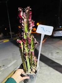 تخفضيات تعال صفحه وشوف كلشي اكو  07700499706