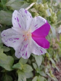 بذور ورد المساء • استوائية نادرة • توصيل لجميع المحافظات