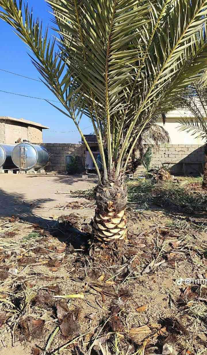 تكريب نخل وكصاص نخل درجه اوله استفسار  ‏‪***********‬‏
