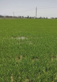 14 دونم • زراعي • ديالى الخالص