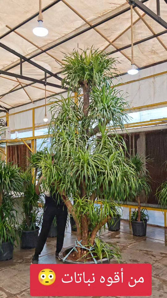 من اقوه النباتات الضليه داخل البيت كلش انصحكم بيها تتحمل كل الضروف داخل البيت وسقي كل 15 يوم مره وحده يعني فول مواصفات 😁😍🔥 للاستفسار *********** #العراق #abed_flower #نباتات #شعب_الصيني_ماله_حل😂😂 #افكار 
