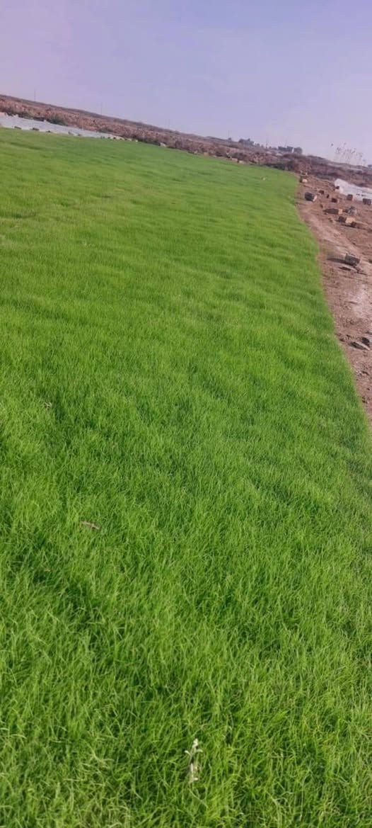 انتاج خاص بمزارعنا
حيث الجودة والسعر المناسب 

☘ثيل هندي طبيعي نوعية ممتازة🍀 مناسب للاستخدام في ( المنازل🌳_ الحدائق🌳_ الملاعب🌳_ الدوائر🌿) 

#انتاج_خاص #شكل_مثالي  #سعر_تنافسي

✨ سعر المتر يختلف للكميات الكبيرة ✨

يوجد خدمة توصيل لجميع محافظات العراق 

#ملاحظة : التوصيل مجاني ❤️

(مستعدون لتجهيز الحدائق المنزليه و الملاعب الرياضيه و المنتزهات و الدوائر الحكومية بكادر مختص مميز يجيك لباب بيتك #بأسعار #تنافسيه )
🍁للاتصال او الاستفسار  متوفر مفتوح طوال اليوم
*********** اتصال أو واتساب
*********** اتصال او واتساب
