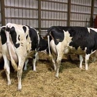 مربي أبقار • سكن عائلة • قضاء جبله