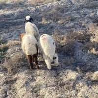 عدة • سماوه • مكاني