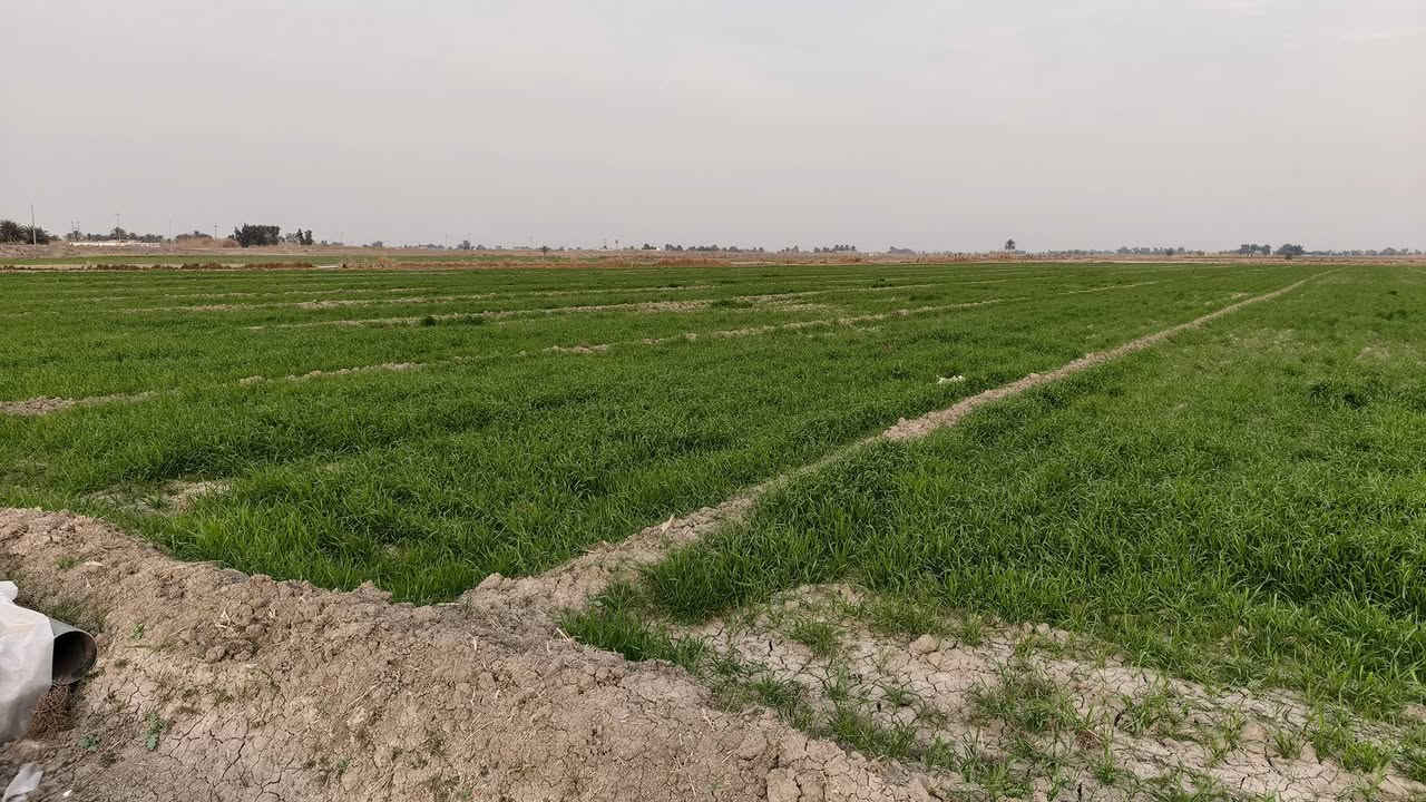 السلام عليكم
ارض للبيع ✨

المساحة: 5 دونم 

الطابو: زراعي، سند 25

الخدمات: كافة الخدمات قريبة (تبليط + ماء سقي + كهرباء )

الملكية: الأرض باسم المالك شخصيأ

الأبعاد: الواجهة 50متر × النزال50

الموقع: بغداد / التاجي ذراع دجلة ناحية الخيرات 

📱 للتواصل: ***********
إتصال+ واتساب***********
