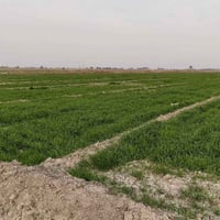 ارض للبيع ✨  المساحة: 5 دونم   الطابو: زراعي، سند 25  الخدمات: كافة ال...