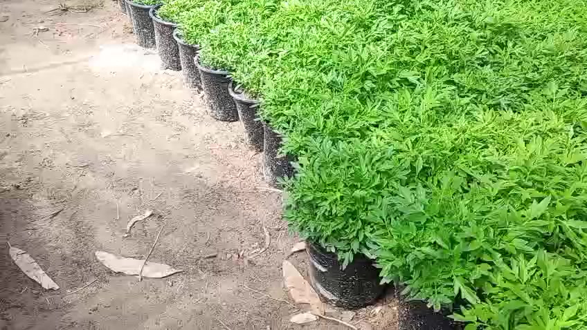 تتوفر لدى @مكتب العبيدي للتجهيزات الزراعية 
شتلات زراعية 

فلفل حار 🌶 

فلفل بارد 🫑

طماطم 🍅 

باذنجان 🍆 

_______________

وبأسعار مناسبة جداً

للتواصل والاستفسار الإتصال على الرقم ***********

🚩 العنوان : سوق هيت _ قرب مقهى فيصل _ مقابل القصاب خانة القديمة 
بأدارة الحاج جاسر العبيدي والحاج نعيم العبيدي
