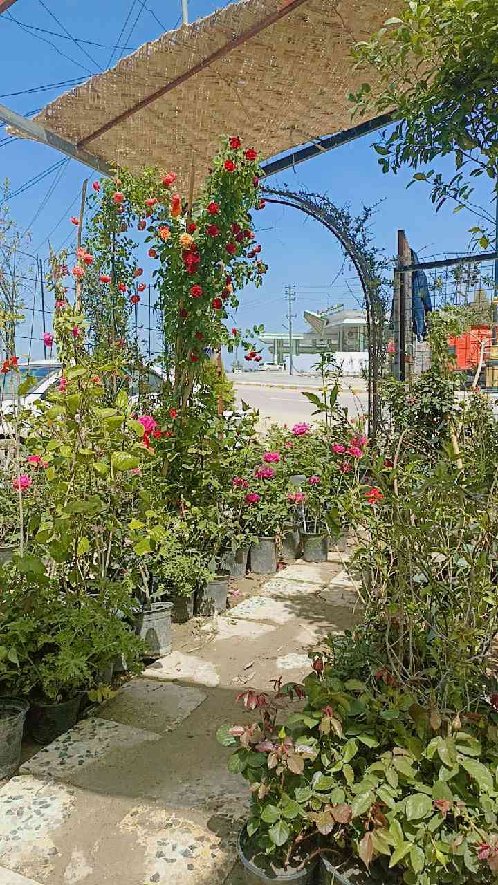 أهلاً وسهلاً بكم في مشتل ورد البنفسج 
وصول وجبه جديده من الأشجار والورد الجوري والمتسلق والورد الزينه الموسمي والدائمي


**إذا كنت صاحب هذا الإعلان وتريد حذفه لأي سبب، رجاءا أرسل رسالة إلى الدعم الفني**