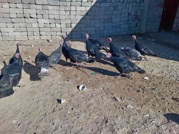 متاح علويات للبيع انضاف نصحات فول  سرحيات انضاف  عداد 10انتيات اسواد حجري اسود فحمي نضفتهن فول فول وزن واحد 4 كلوات  و فحل2 فول خشنات العنوان الموصل الجانب ايمن  شراي يخابرني 
***********
***********
