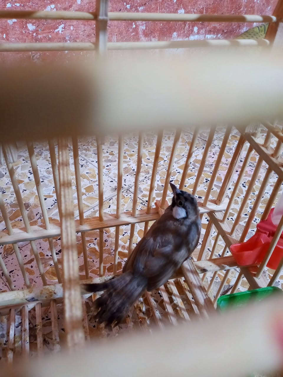 @بلبل للبيع مخلف اليف السعر 35


**إذا كنت صاحب هذا الإعلان وتريد حذفه لأي سبب، رجاءا أرسل رسالة إلى الدعم الفني**