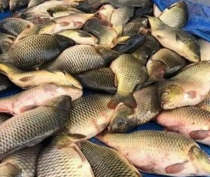 تتوفر في دواجن ابو عباس اليوم أسماك من كيلو ونص إلى كيلوين ونص شترديون شطلبون اكو تقطيع حسب الطلب السعر ٥٥٠٠ الكيلو
يتوفر توصيل داخل أحياء كربلاء
يتوفر شوي درجه اولي عل الفحم
للاتصال *********** *********** *********** التوصيل
