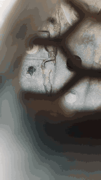 ازيره • ٢٠١٥ • مكفوله