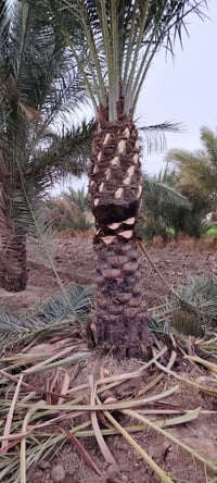 اسلام عليكم يوجد نخيل امايه بل الطينه البيع من متر ال 5متر يوجد خدمة ت...