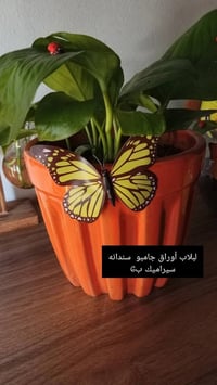 الحريه الاولى