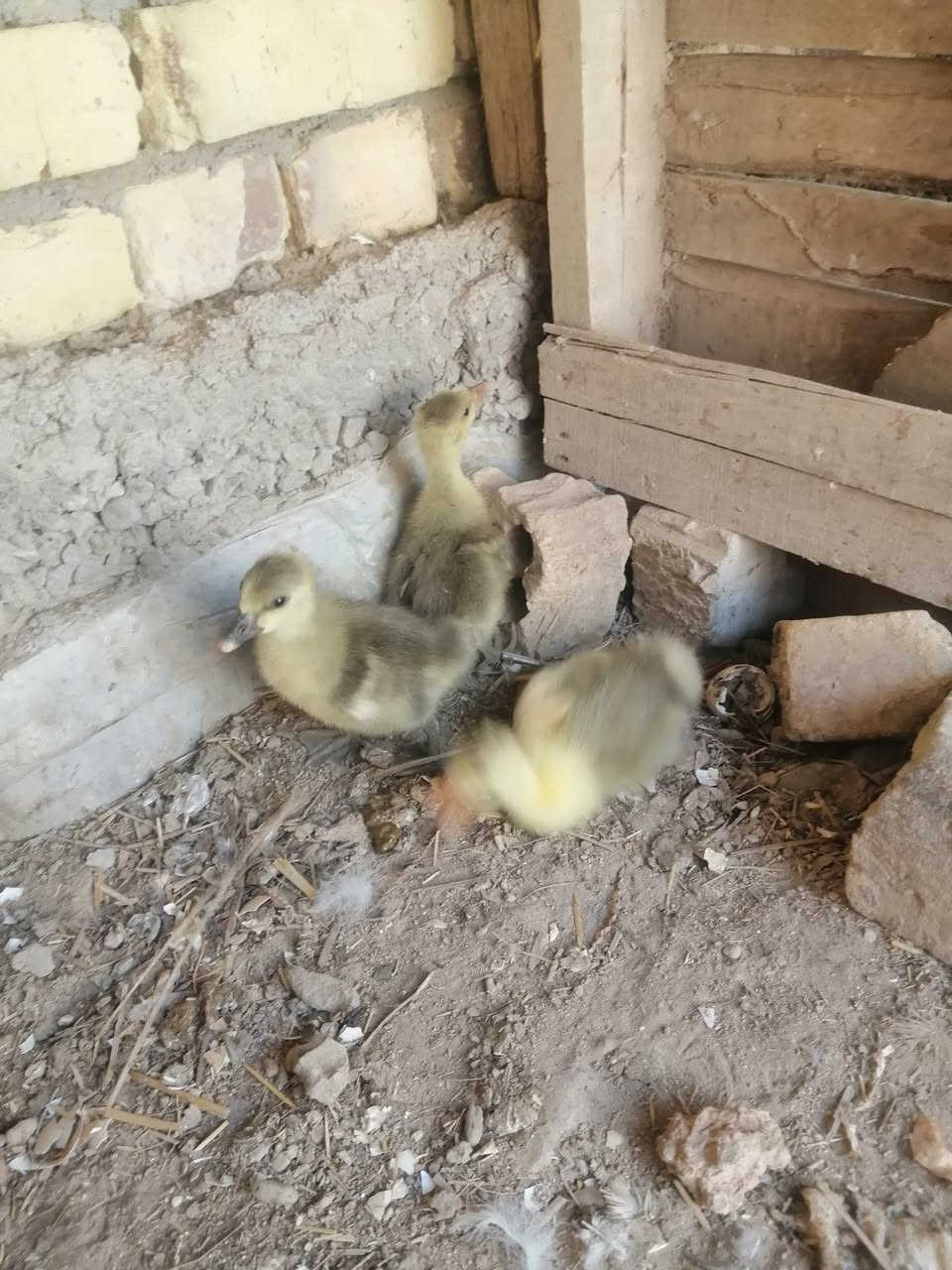 متاح بطه معه افراخهه ثلاثه بيهن ثنين كوبرا واحد عراقي حلوات ونضيفات كلهن عمرهن ٢٥ يوم الي يريدهن بخدمته سعرهن هنه وامهن ب ٥٠ 
توصيل موجود 
#الديوانية_مكانهن.. ***********
