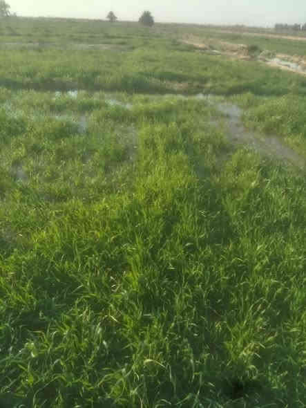 السلام عليكم ٥ دوانم طابو سند ٢٥ حصه مائيه متوفر صيف شتاء وجها ٥٠ متر سقي اروائي سيح ارض زراعيه خصبه حاليا مزروعه برسيم تبعد عن التبليط ٨٠٠ متر وعن مركز المدينه ١٠ دقايق سعر الدونم ١٥ مليون وبيها مجال *********** المكان الصويره طريق الشحيميه بدعه حمد
