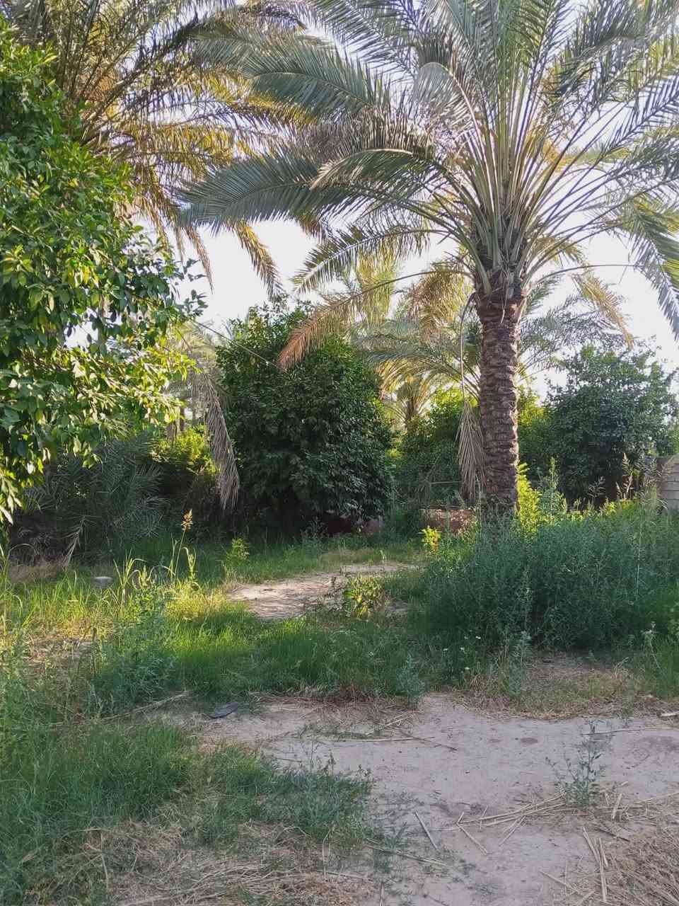 سلام عليكم نصف دونم في منطقه الراشديه البحياه الوجه 19 م النزال 62م الشراي يتصل تفاصيل أكثر 👏

***********
