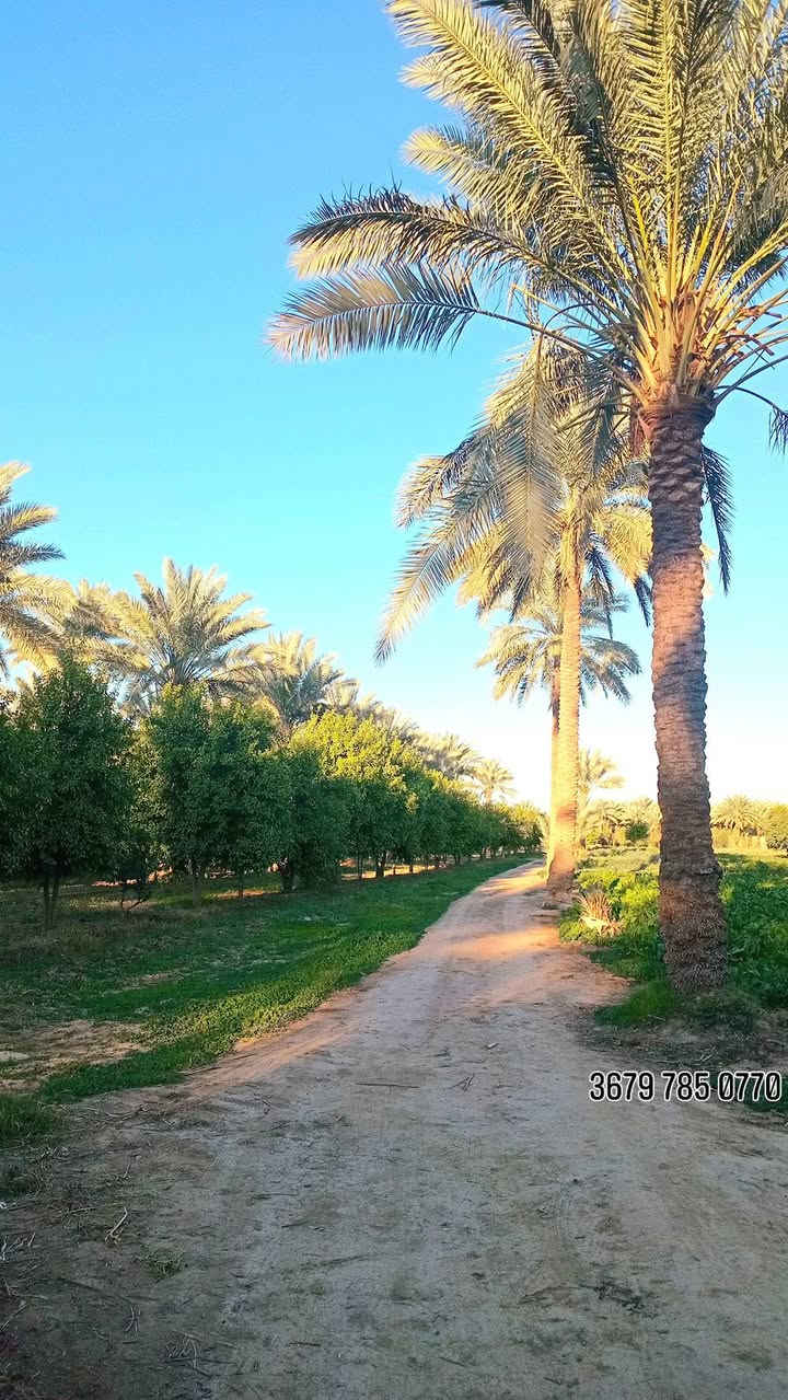 3 ثلاث دوانم طابو زراعي سند ٢٥ مشجره حمضيات بل كامل نخيل أصناف متنوعه
هاذا تصوير الأرض الواجه 50 نزال 150 العنوان بغداد الراشدية 
الدونم سعره 145 وبيها مجال بسيط ***********
