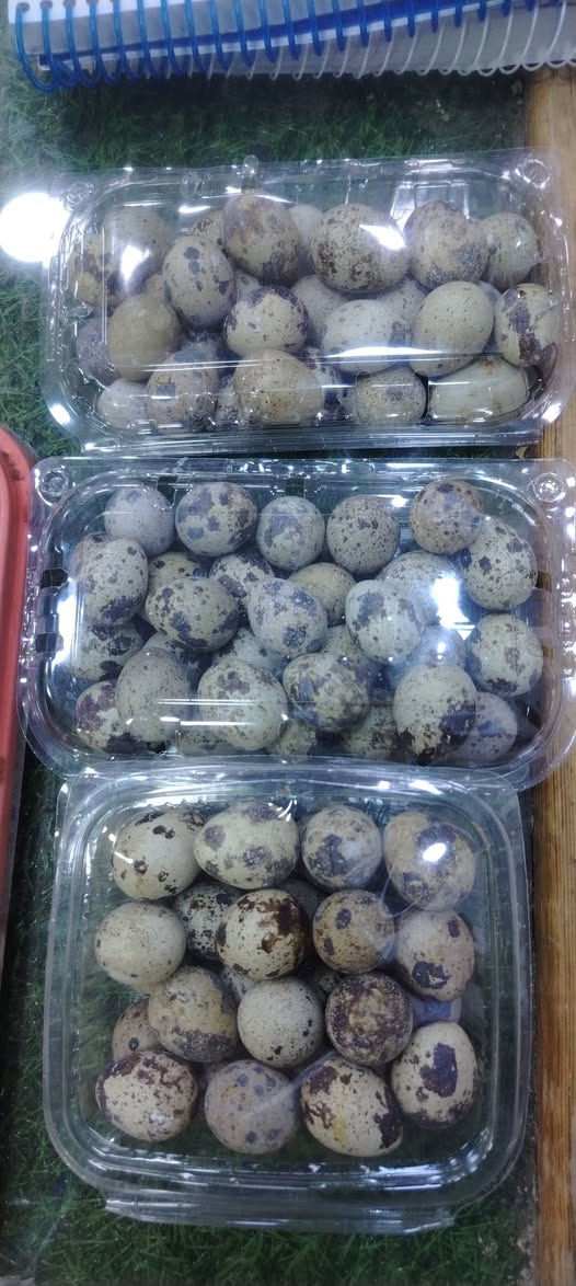 توفر لدينا بيض سمان + بيض عرب
جديد
علوة أبو مهند وأولاده 
خدمة التوصيل
*********** واتساب
***********
راوه الجديده قرب أسواق قصي الراوي
