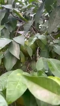 💭السلام عليكم قطعة للبيع  مساحة 1000 متر  طابو زراعي سند 25    الموقع ...