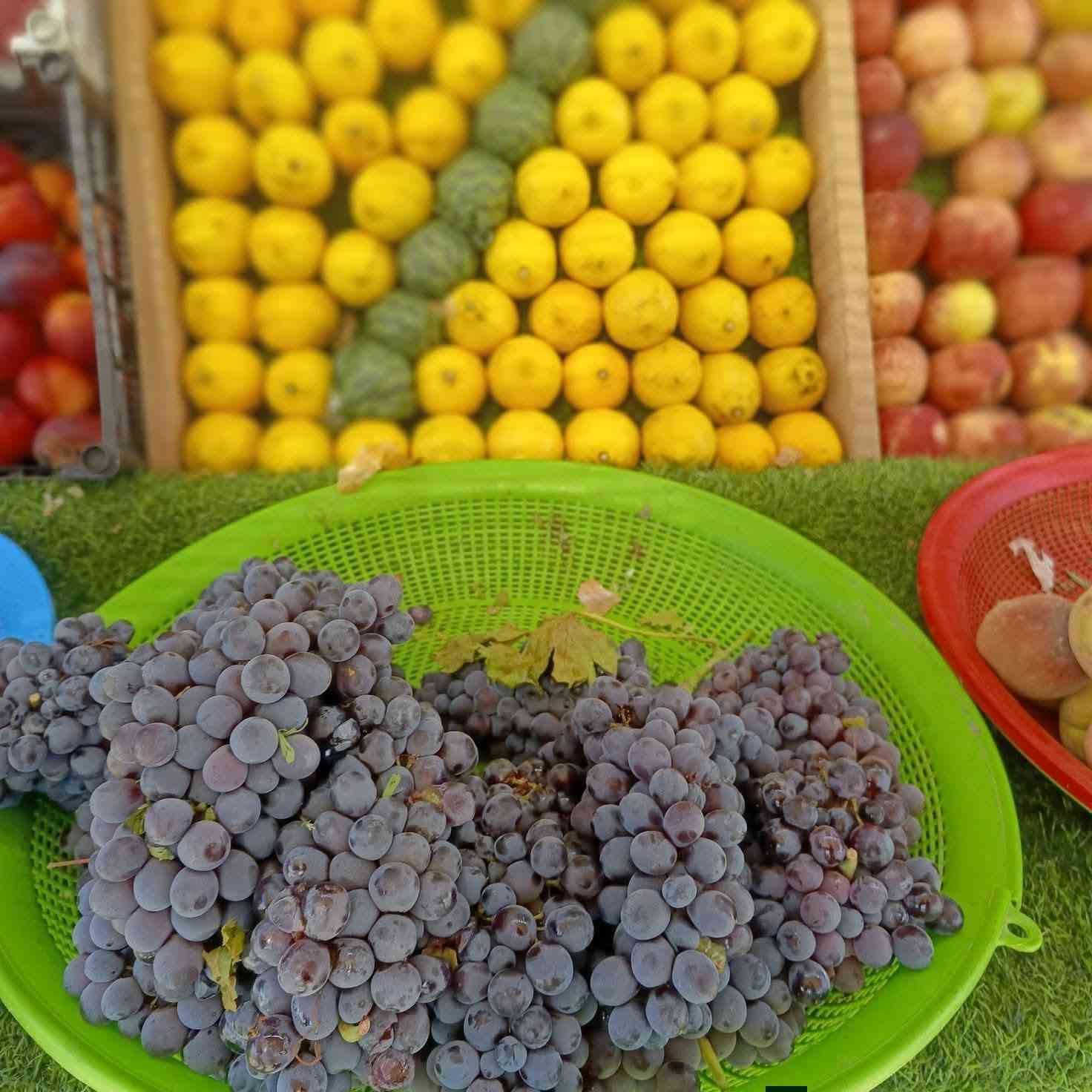 السلام عليكم زرع جديد مال اليوم
طماطه 500 
بتيته 750 
خيار 750 
فصل 750 
شجر ب 1000 
تفاح احمر 1000
تفاح عراقي 1000
ليمون 2000 ونص 
برتقال 1004 
جوده صفراء 1,500 
زوجه حمراء 2000 
مشمش 2000 
كرز 3000 
فلفل وارد 1000 
قص الحار 1000
قطين1000

بيتنجان 750 
رقي 500 
خوخ مسكي 2000

فرح 500 
بانيا 1,500 
ثوم 1000
عنب اسود1000

انا باصفر 1000
اتصال على هذا الرقم 

***********

