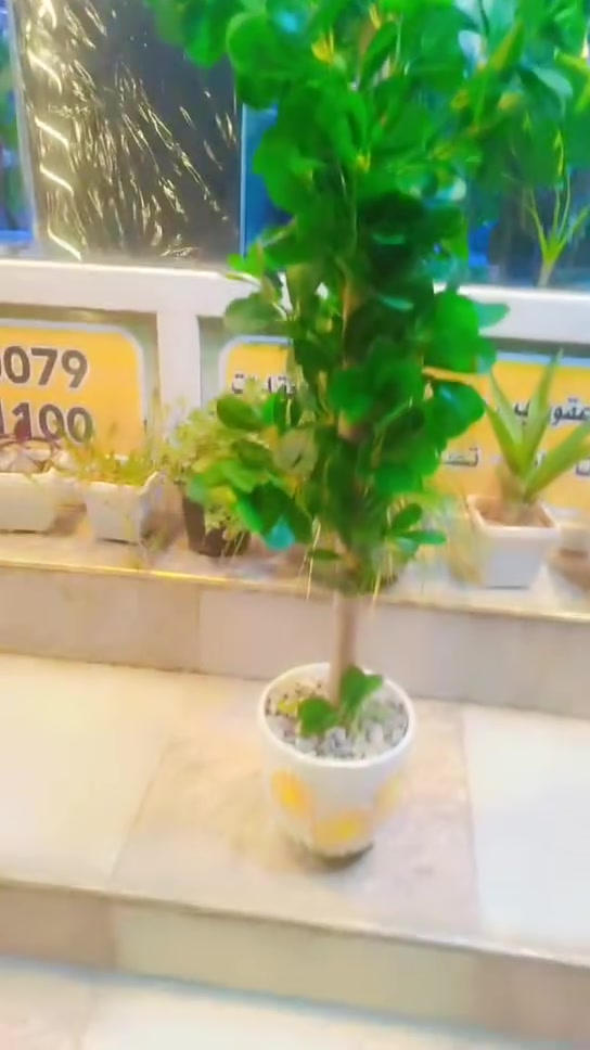 سعر 30


**إذا كنت صاحب هذا الإعلان وتريد حذفه لأي سبب، رجاءا أرسل رسالة إلى الدعم الفني**