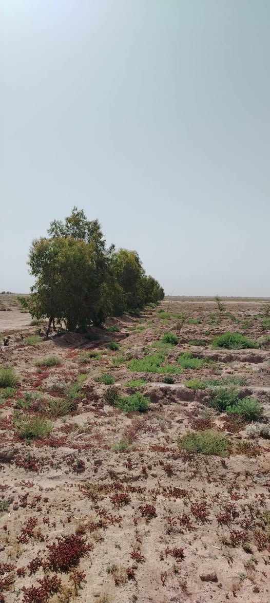 السلام عليكم مزرعة للبيع في منطقة الرهيمه النجف مساحة 70 دونم عقد باسمي  بيها 160 نخله ونبگ 20 منوع
مسيجه كالبتوز  طاقه شمسيه مال40 حصان.  وغطاس 15 حصان. كرفان غرفتين.  للاستفسار ابو محمد ***********
