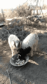 زوج طليان • فاخرات • الدور